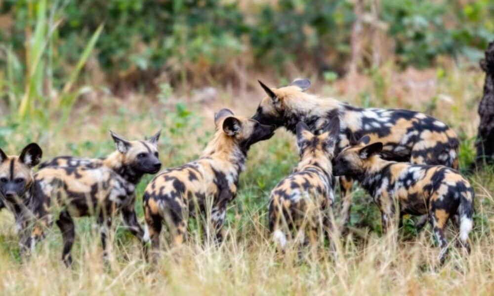 Infographic: How many African wild dogs remain in the wild?